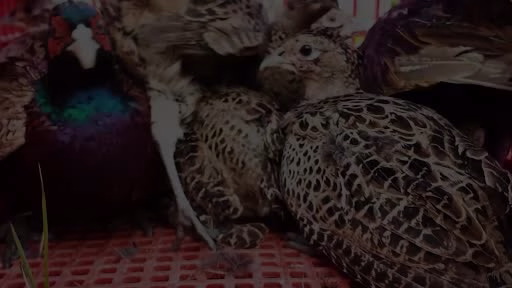 Kastamonu’da doğaya 900 sülün salındı