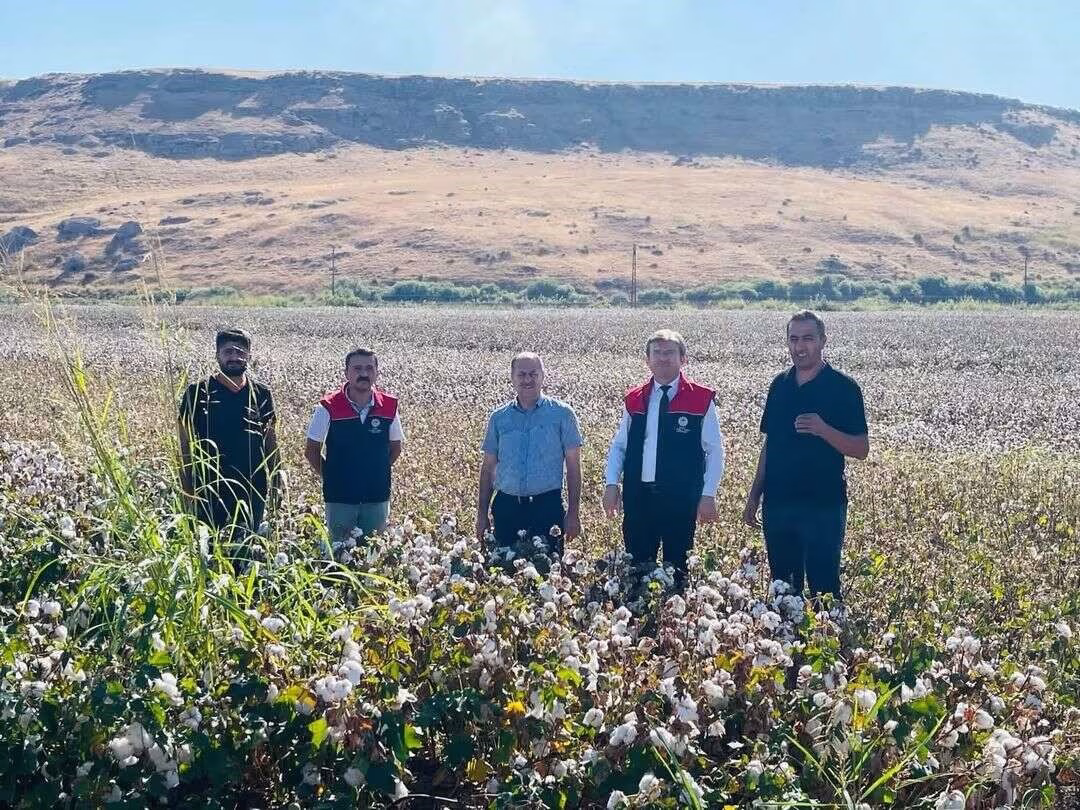 Cizre’de ’beyaz altın’ mesaisi başladı