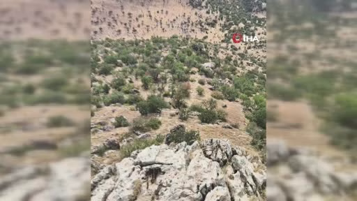 Diyarbakır’da domuz sürüsü görüntülendi