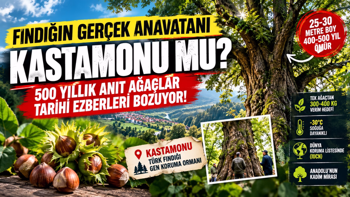 Fındığın Gerçek Anavatanı Kastamonu mu? 500 Yıllık Anıt Ağaçlar Tarihi Ezberleri Bozuyor!