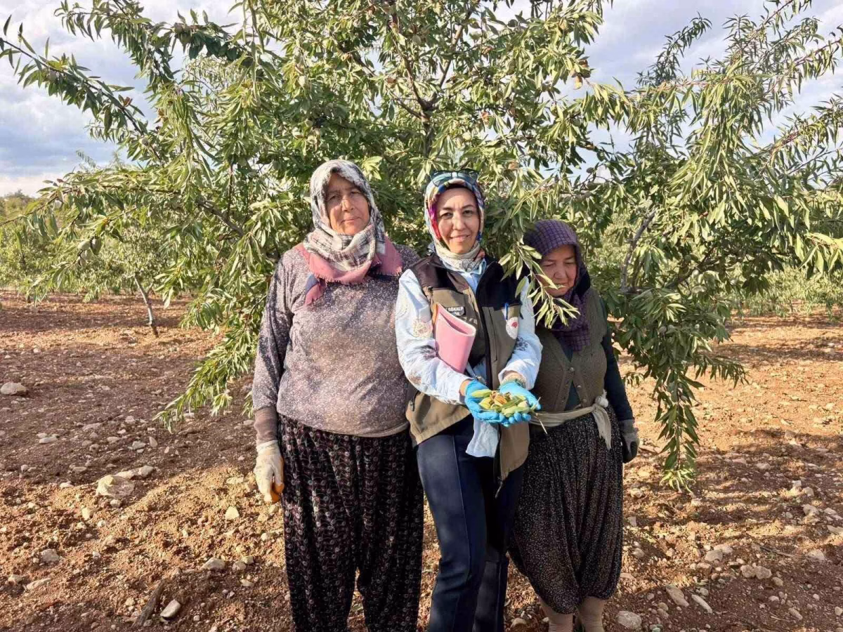 Afyonkarahisar’da Xylella fastidiosa Denetimi