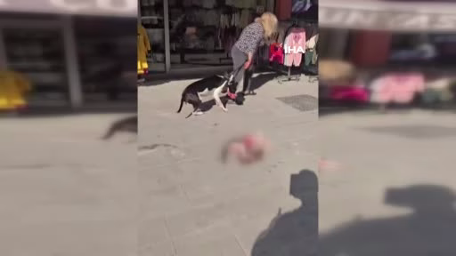 Esenyurt’ta Kedi Parçalayan Köpek Sahibine Ceza