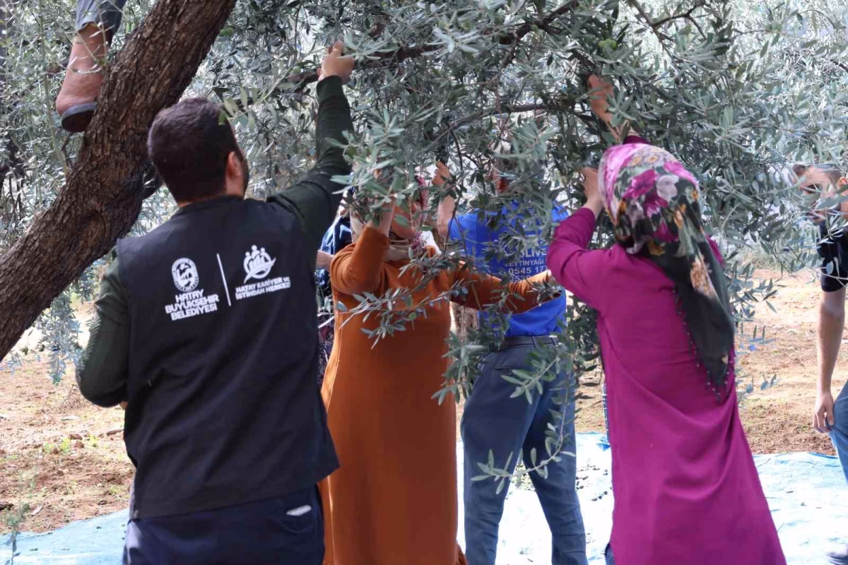 Hatay'da Üreticilere Zeytinyağı ve Hasat Eğitimi