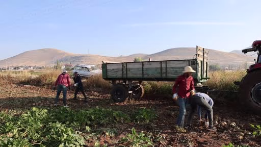 Kahramanmaraş'ta Şeker Pancarı Hasadı Başladı