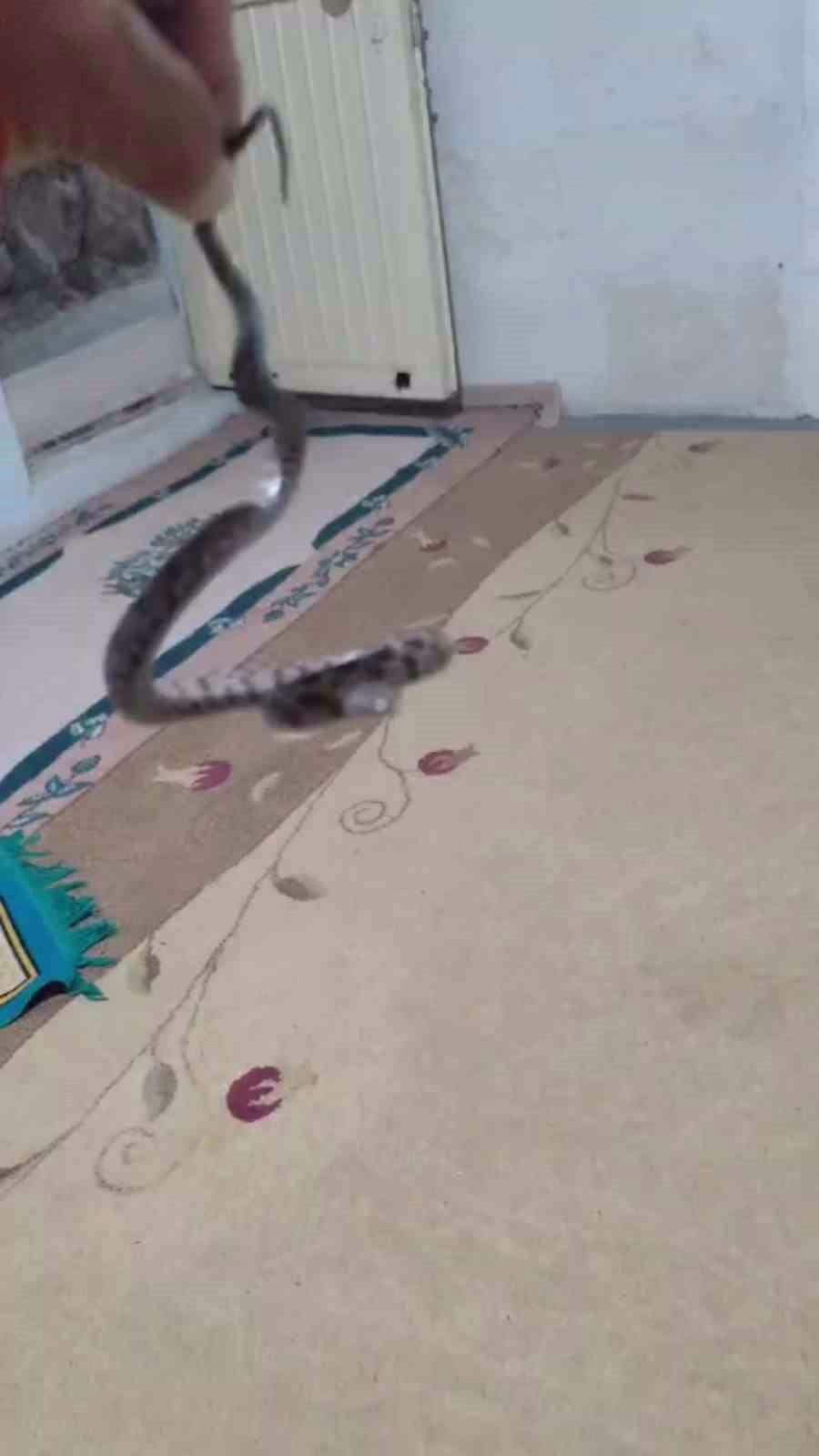 Evindeki Yılan ve Akrebi Doğaya Saldı
