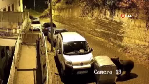 Ankara'da Ayı Çöp Konteynerini Otomobile İtti