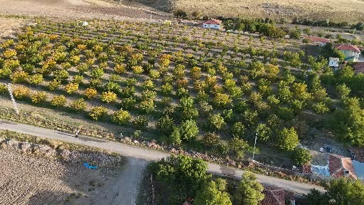 Yozgat'ta Ceviz Hasadı Başladı