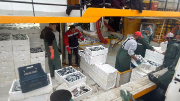 Didim'de Hamsi Kotası Denetimleri Sürüyor