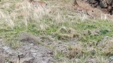 Elazığ'da Koruma Altındaki Dağ Keçileri Görüntülendi