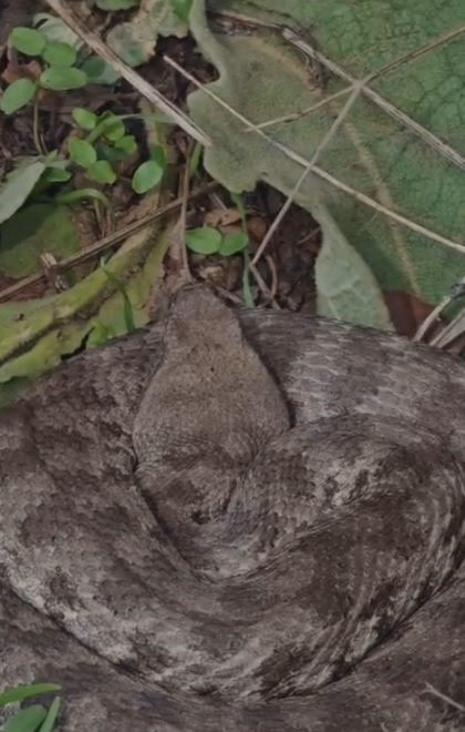 Elazığ'da zehirli engerek yılanı görüntülendi