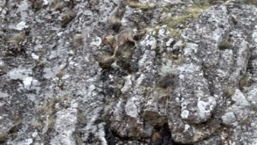 Erzincan'da kurtlar ile yaban keçisi kapıştı