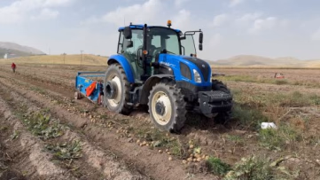 Patnos patatesleri cips fabrikalarına gidiyor