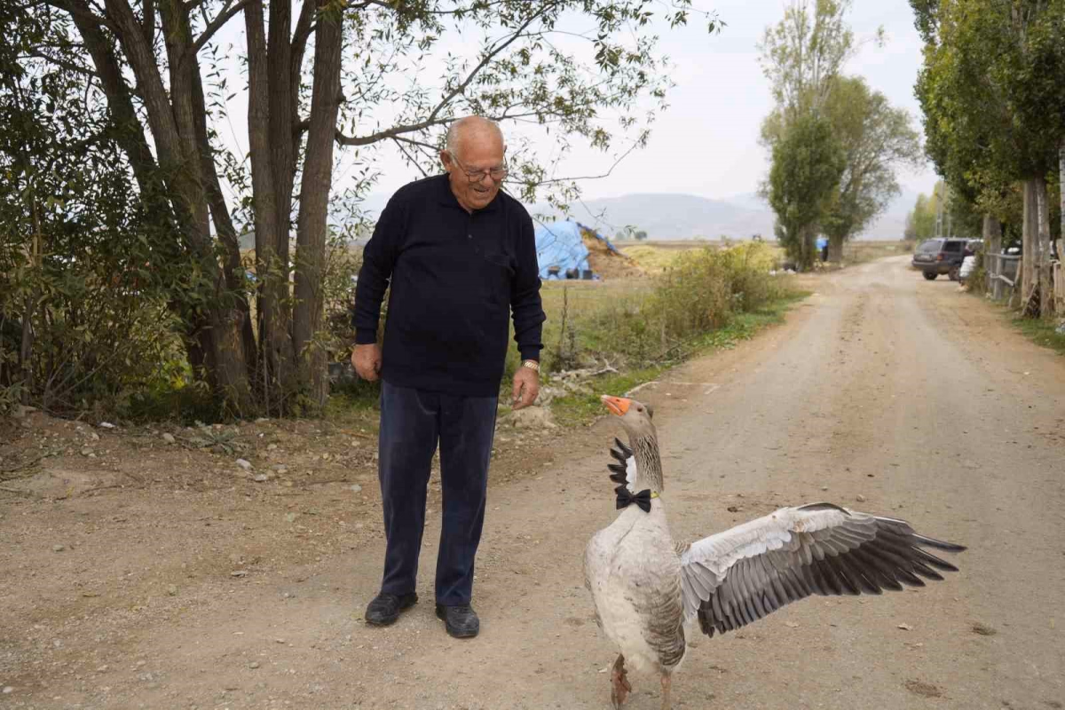 Sürünün dışladığı kaz İsmail dedenin peşinde