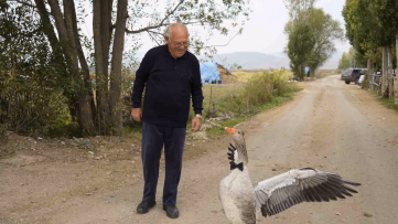 Sürünün dışladığı kaz İsmail dedenin peşinde