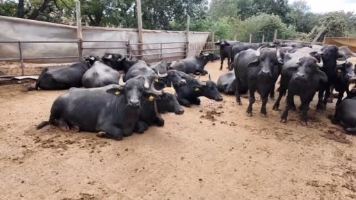 Tekirdağlı kadınların sabah 5 te başlayan mesaisi