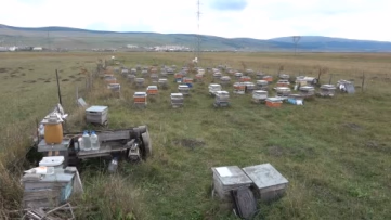 Ardahan'da bal hasadı bitti, kış hazırlığı başladı