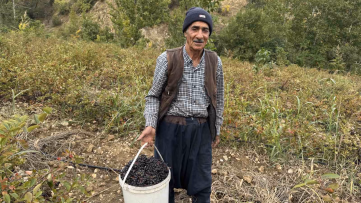 Diyarbakır'da Aronya Meyvesi Hasadı Başladı