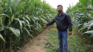 Elazığ'da Taşan Dere 300 Dönüm Tarlayı Bıraktı