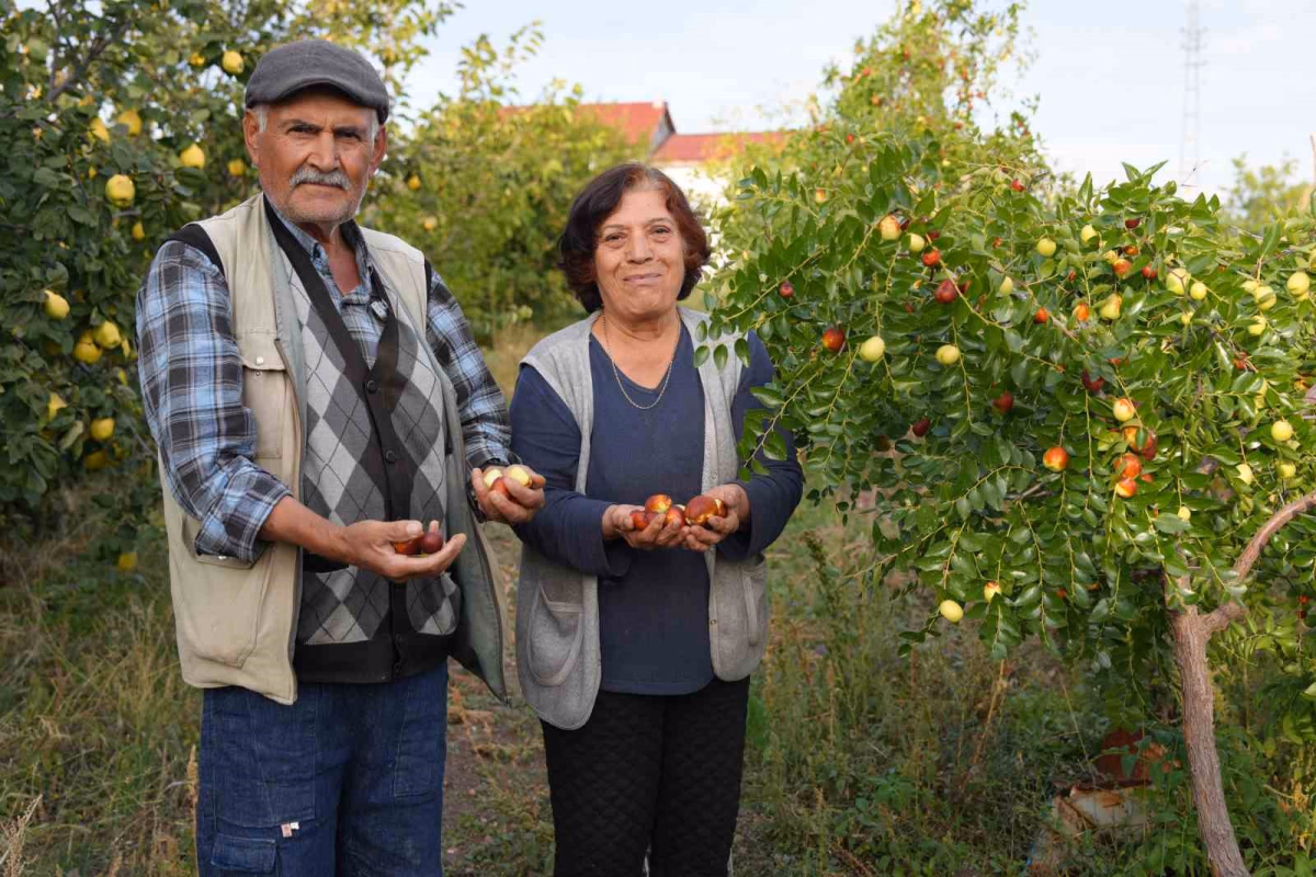 Emekli Öğretmen 300 Hünnap Ağacı Yetiştirdi