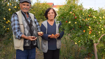 Emekli Öğretmen 300 Hünnap Ağacı Yetiştirdi