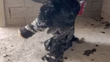 Erkek hindi ölen eşinin başından ayrılmadı