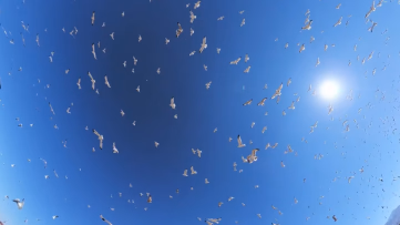 Erzurumda Binlerce Martı Dronla Görüntülendi