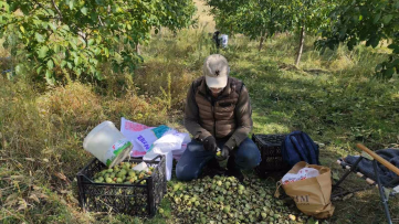 Sason'da Yüksek Verimli Ceviz Hasadı Başladı