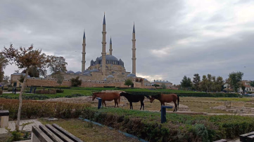 Selimiye Meydanı’nda başıboş atlar şaşırttı