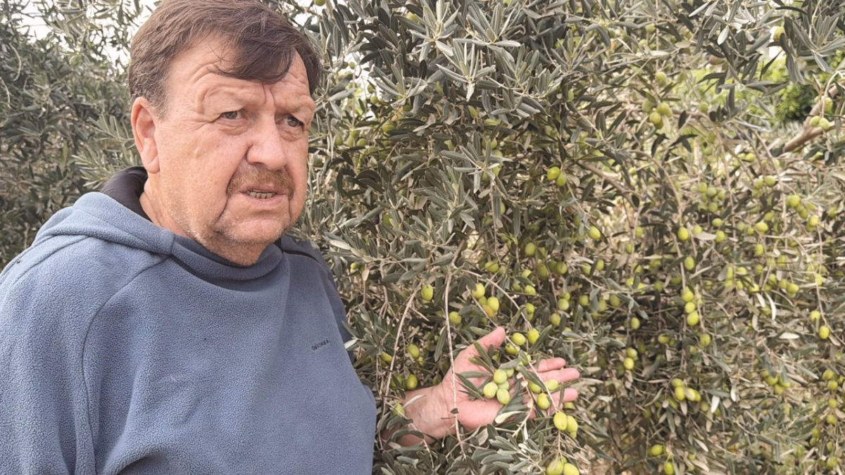 Tavşan Yüreği Zeytini Dünya Sahnesine Çıkıyor