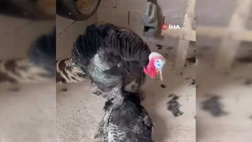 Telef Olan Eşinin Başından Ayrılmadı
