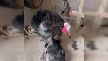 Telef Olan Eşinin Başından Ayrılmadı