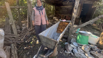 Toroslar'da geleneksel üzüm pekmezi mesaisi