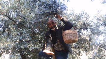 Çoruh Vadisi’nde Butko Zeytini Hasadı Başladı