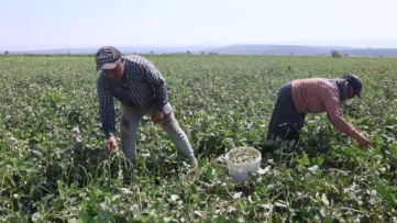 Hatay'da lübye hasadı başladı