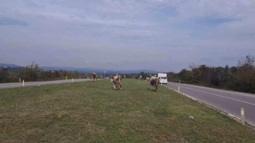 Karayolunda başıboş gezen hayvanlar tehlike saçıyor
