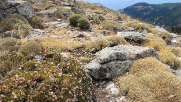Kaz Dağları'nda Yeni Böcek Keşfedildi