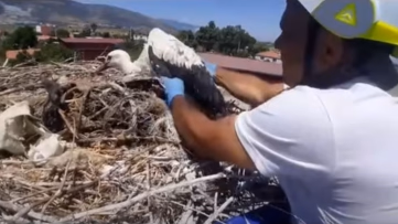 Plastik İpler Leyleklerin Hayatını Tehdit Ediyor