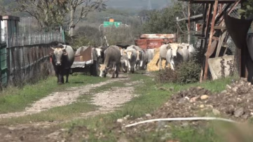 Yerli Boz Irk Sığırlar Et Üretimine Katkı Sağlayacak