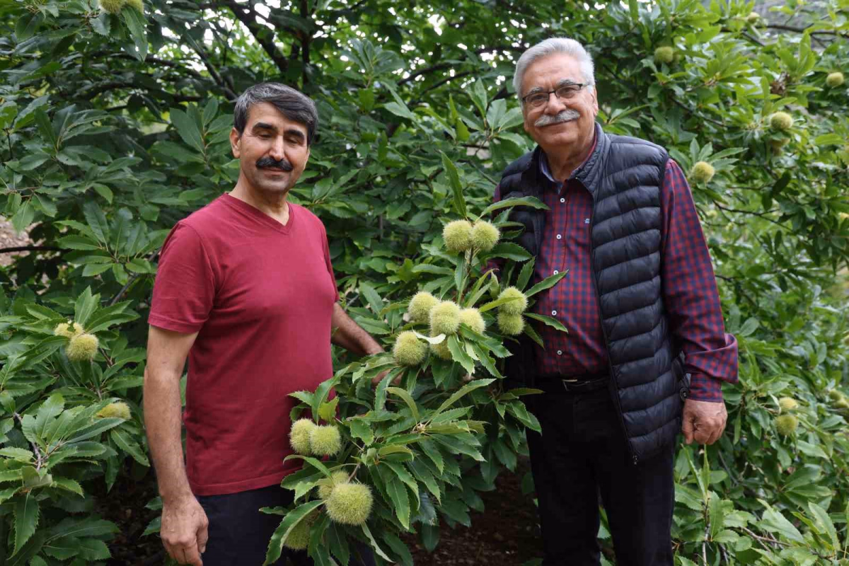 Bin 200 rakımda kestane yetiştirdi