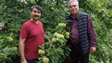 Bin 200 rakımda kestane yetiştirdi