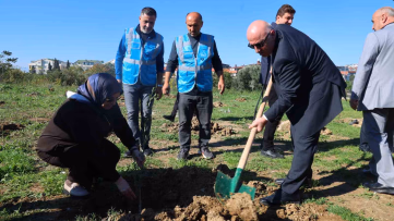 Darıca’da Zeytin Festivaliyle Fidan Dikildi