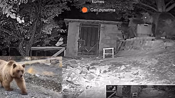 Erzincan'da bağ evinin bahçesine 3 ayı girdi
