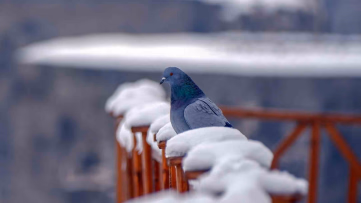 Erzurum Türkülerinde Kuş Motiflerinin Sırrı