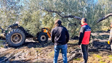 Gömeç'te Zeytin Hasadı Sürüyor