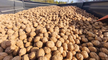 İpsala Karaağaç'ta 400 ton ceviz bekleniyor