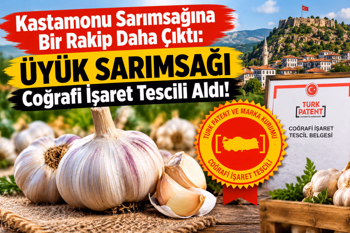 Kastamonu Sarımsağına Bir Rakip Daha Çıktı!