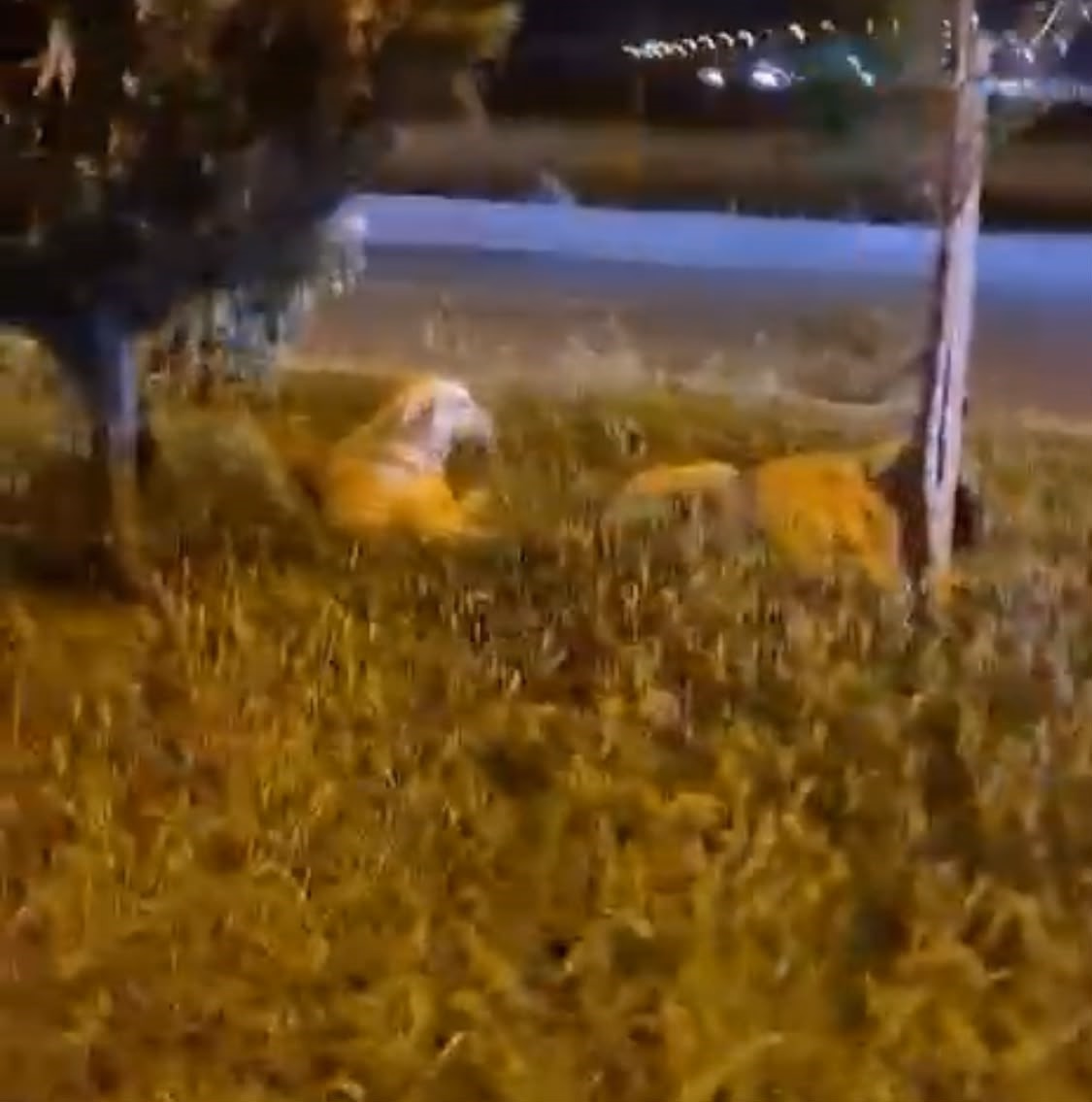 Köpekler Saldırmıyor Derken Saldırıya Uğradı