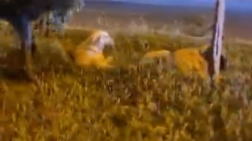 Köpekler Saldırmıyor Derken Saldırıya Uğradı