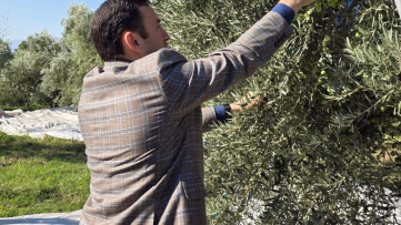 Kuyucak'ta Zeytin Hasadı Başladı