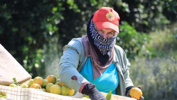 Adana'da mandalina fiyatı üzdü